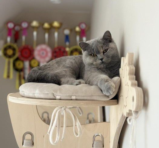 British Shorthair and Longhair Breeder