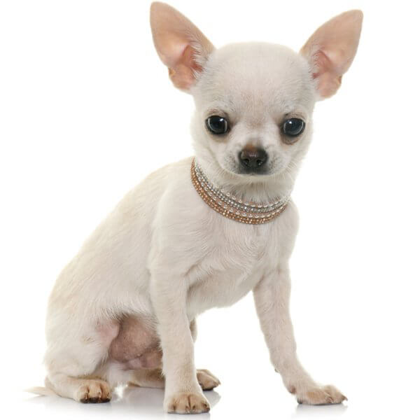Chihuahua Smooth Coat Dog Breed | The Pedigree Paws