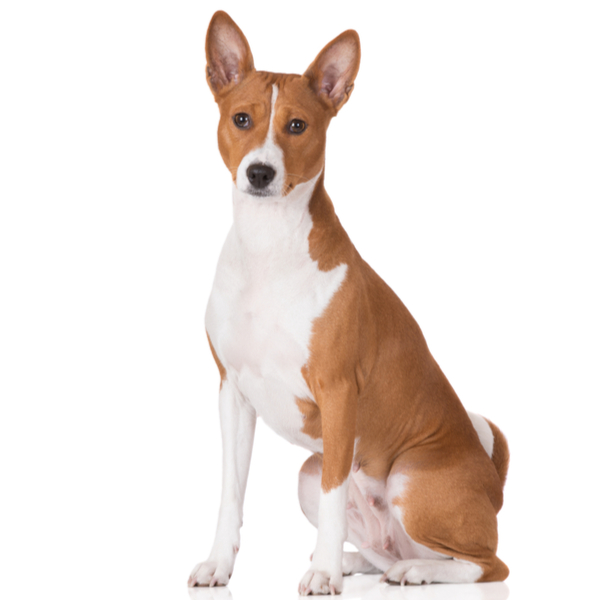 Basenji Dog Breed | The Pedigree Paws