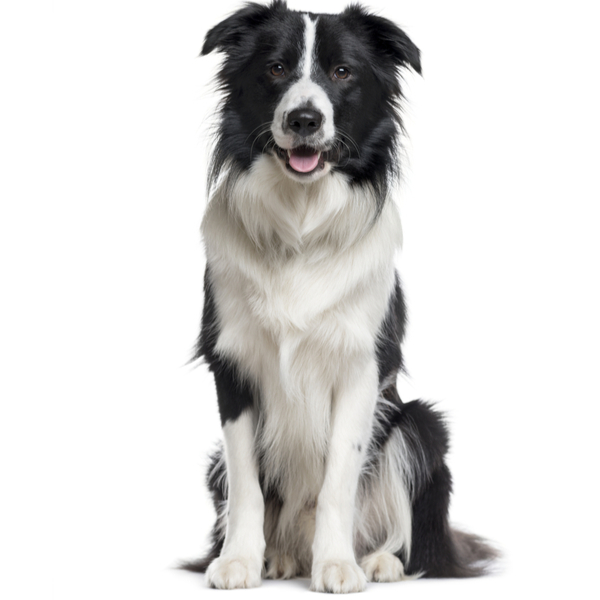 Border Collie Dog Breed | The Pedigree Paws