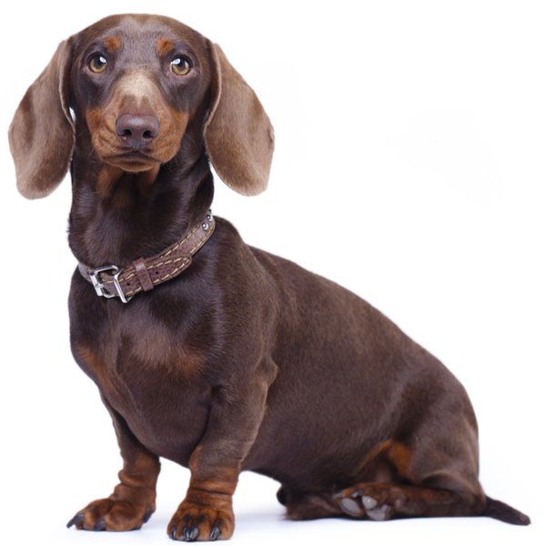 Dachshund Dog Breed | The Pedigree Paws