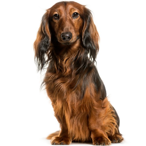 Dachshund Miniature Dog Breed | The Pedigree Paws