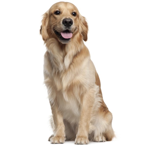 Golden Retriever Dog Breed | The Pedigree Paws