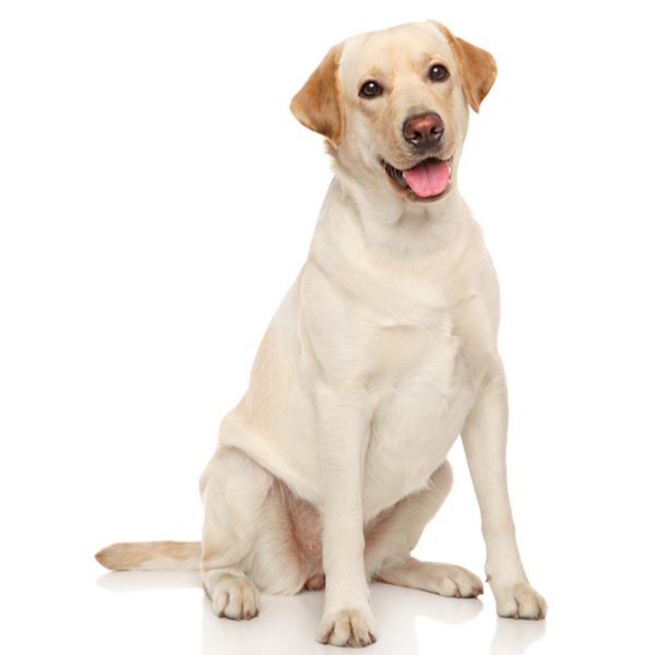 Labrador Retriever Dog Breed