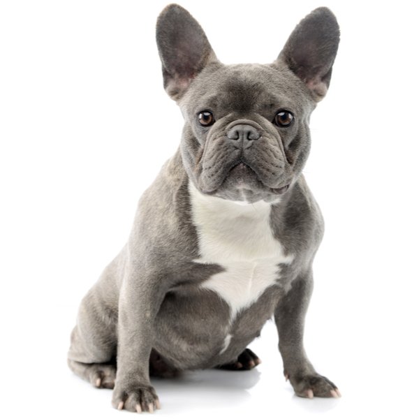 French Bulldog Dog Breed | The Pedigree Paws