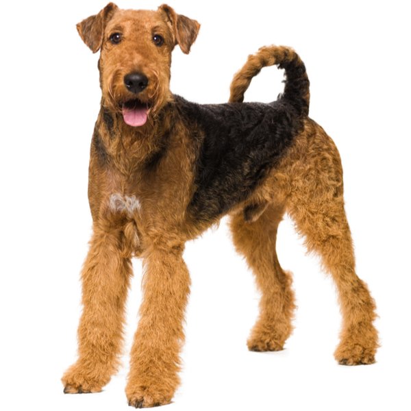Airedale Terrier Dog Breed | The Pedigree Paws