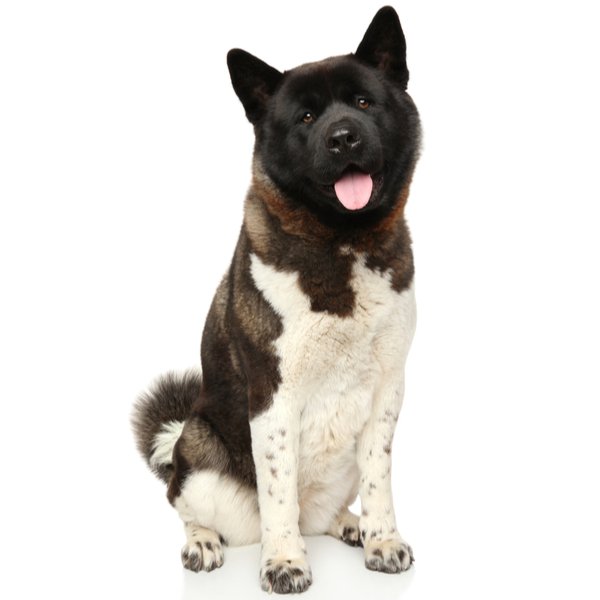 Akita Dog Breed | The Pedigree Paws