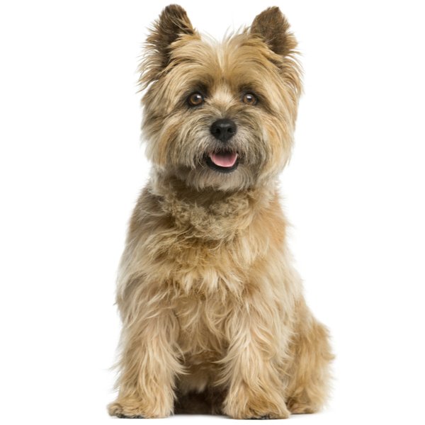 Cairn Terrier Dog Breed
