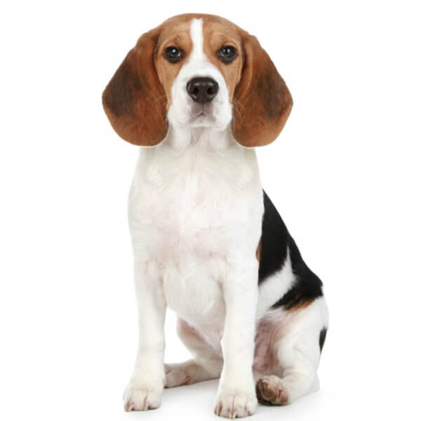 Beagle Dog Breed Information | The Pedigree Paws