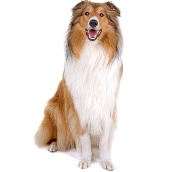 Collie Rough Dog Breed
