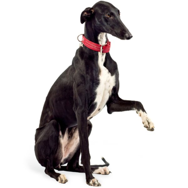 Greyhound Dog Breed