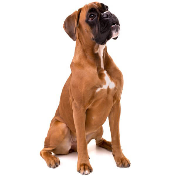 Boxer Dog Breed Information | The Pedigree Paws