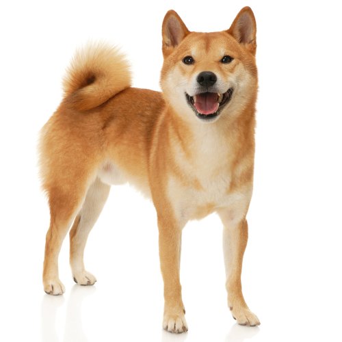 Japanese Shiba Inu Dog Breed