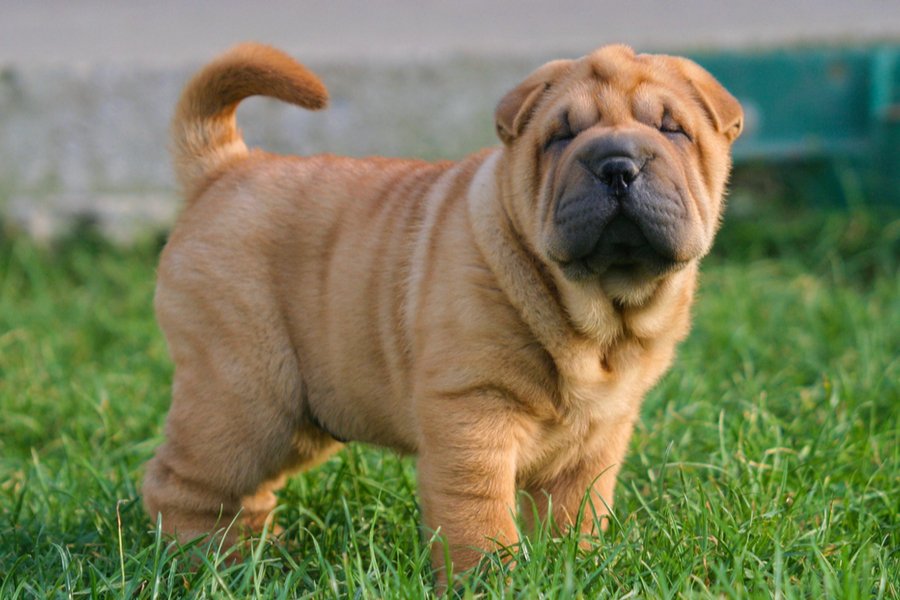 Breed with Children & Other Pets