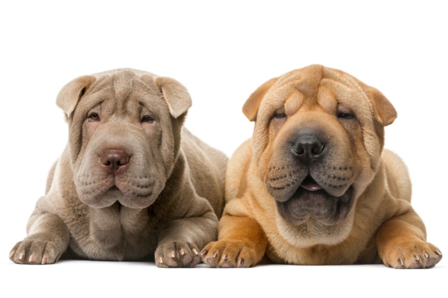 Breed Health