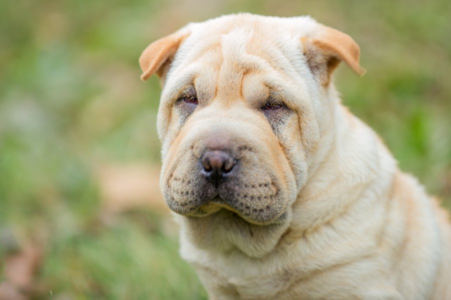 Breed Coat & Care