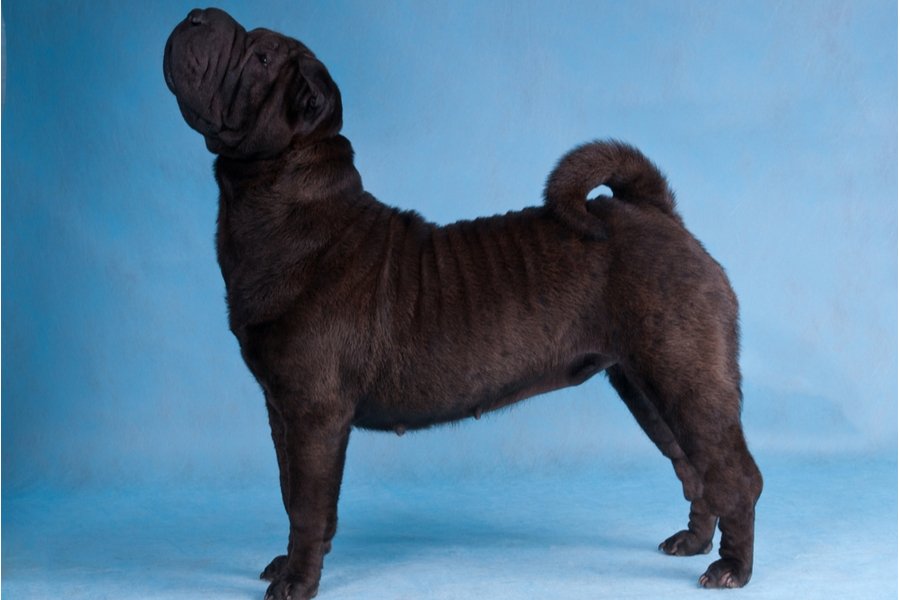 Breed Trainability