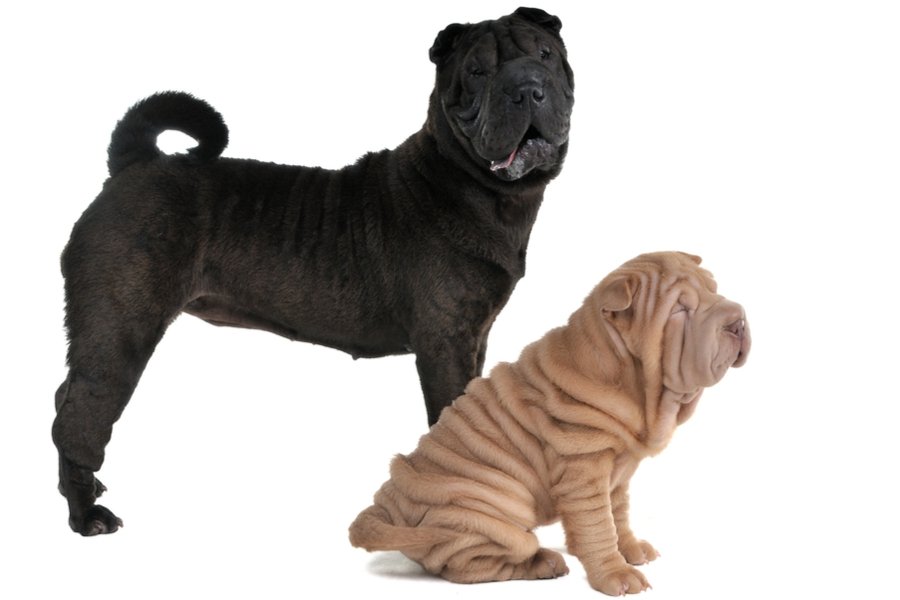 Breed Appearance