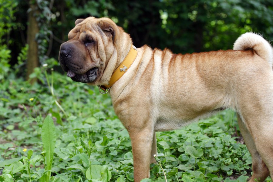 Breed History
