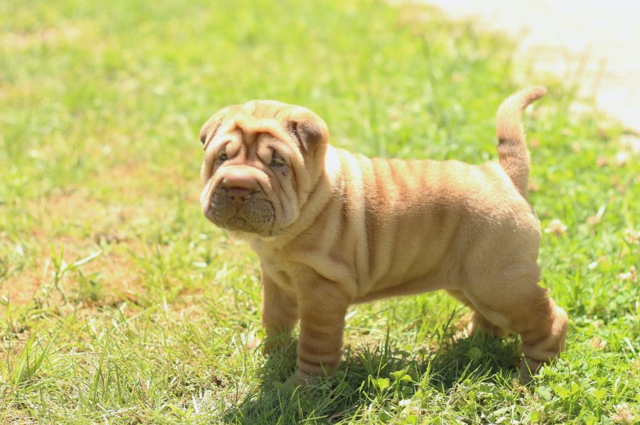 Breed Personality