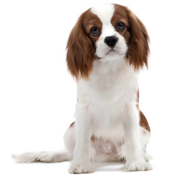 Cavalier King Charles Spaniel Dog Breed | The Pedigree Paws