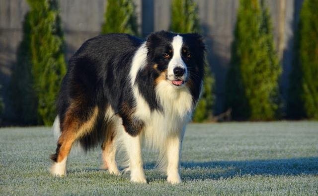 Pug and Border Collie Breeder