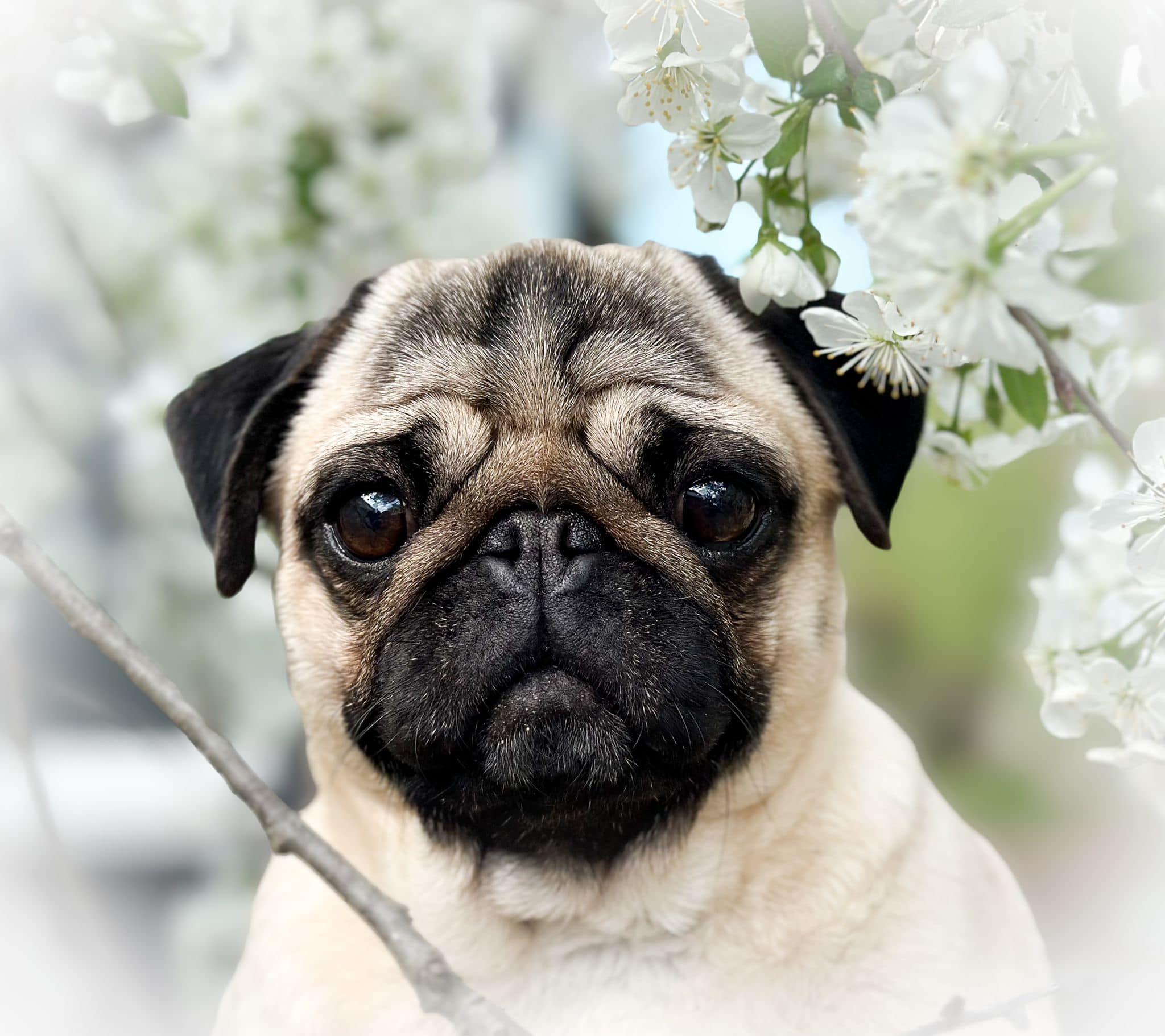 Pug and Border Collie Breeder